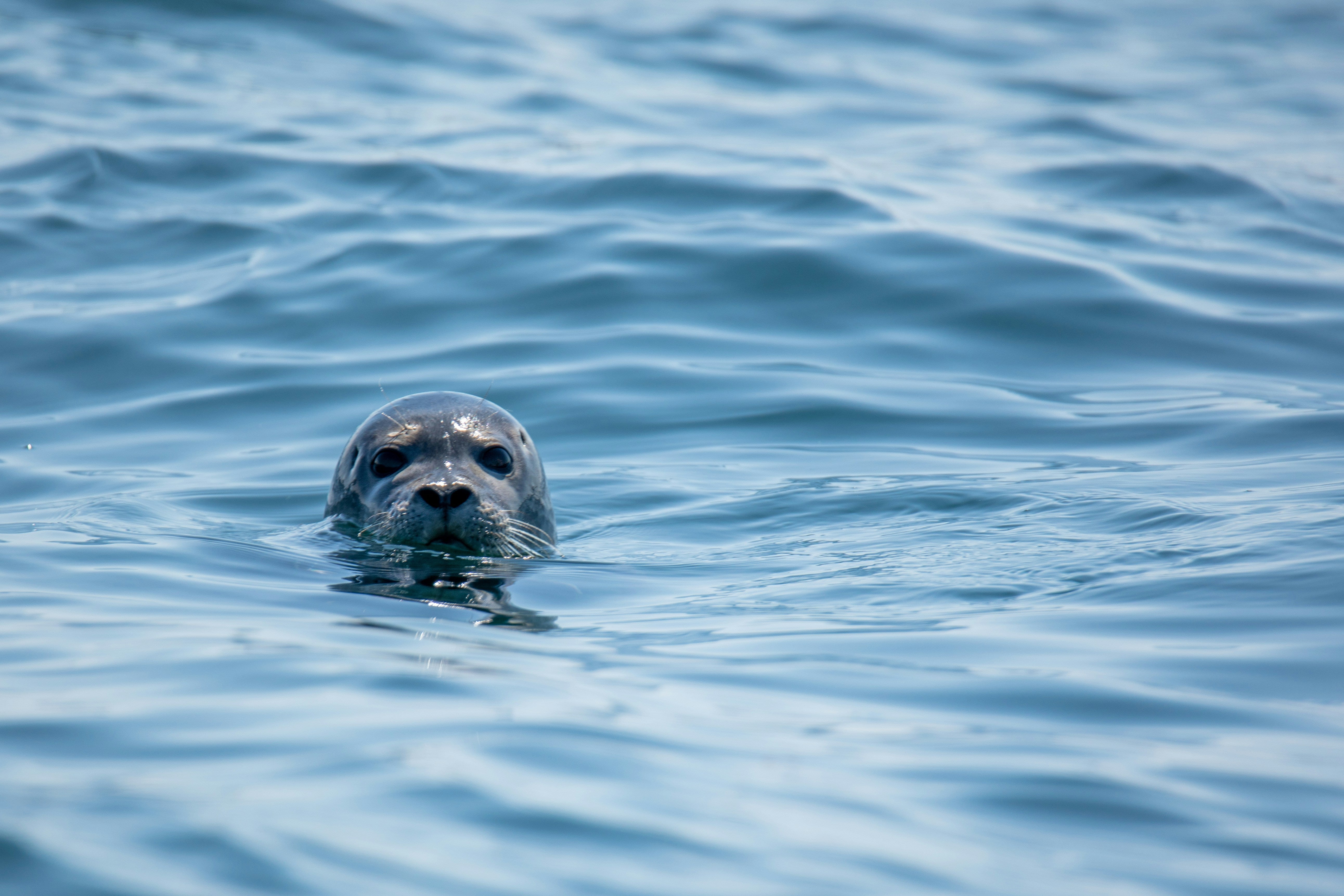 Do Seals Think You're One of Them? The Science Behind FADER Grey