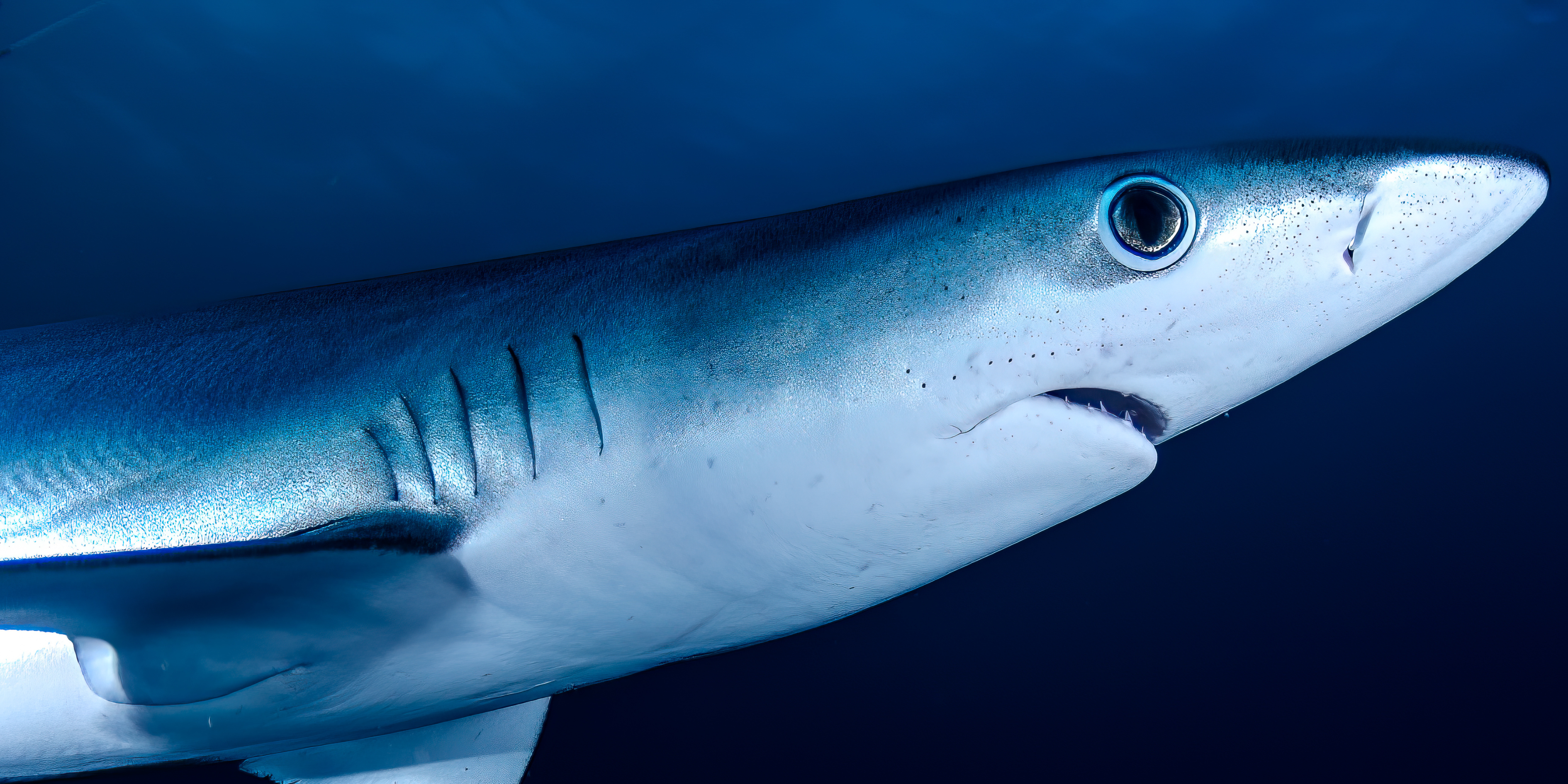 What Sharks Really See When You’re in the Water