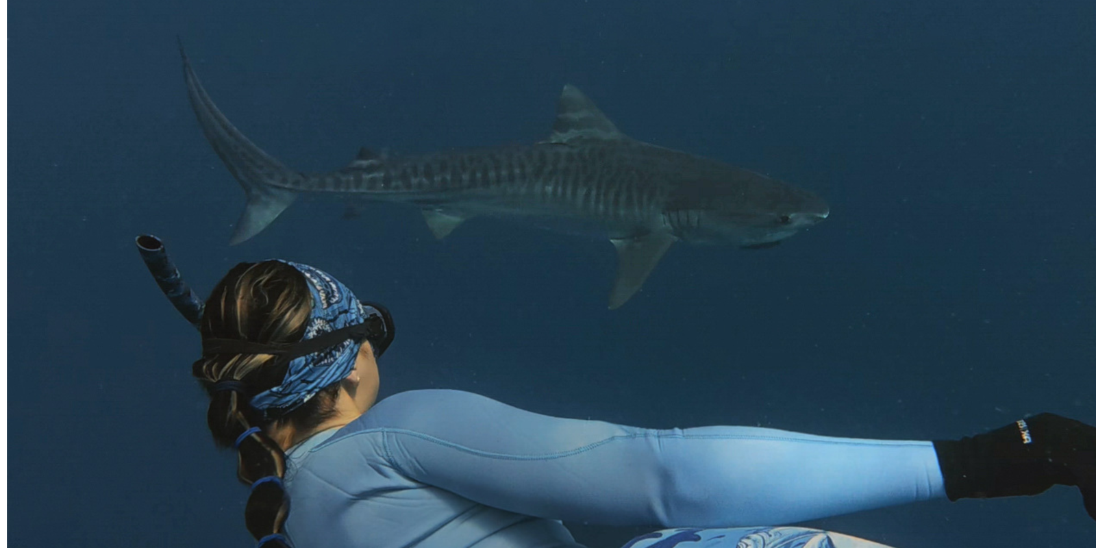The Truth About Shark Deterrents (And What Actually Matters)