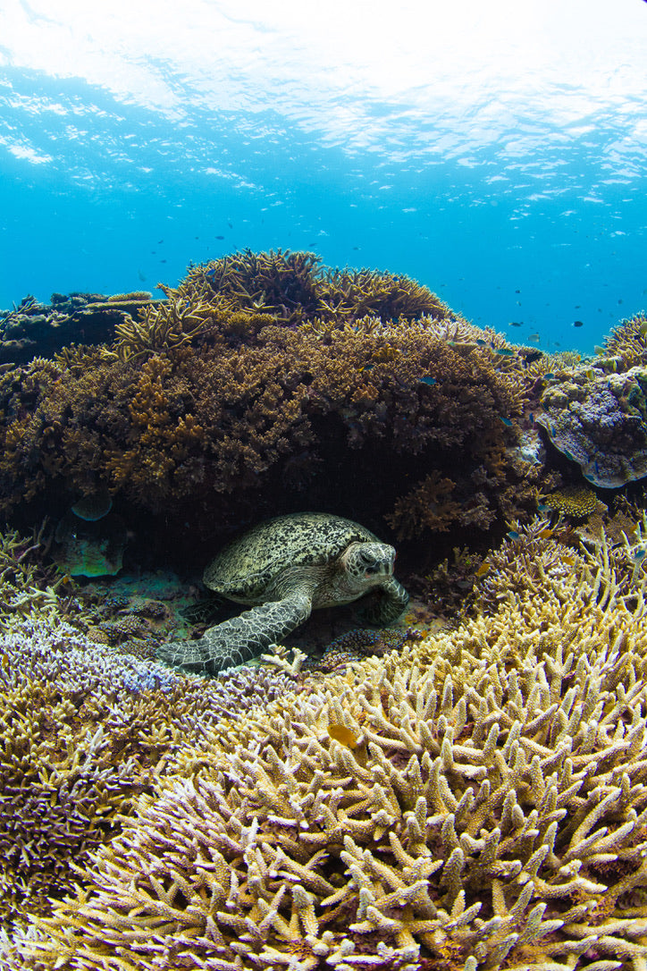 Lady Elliot Island Eco Expedition June 2025