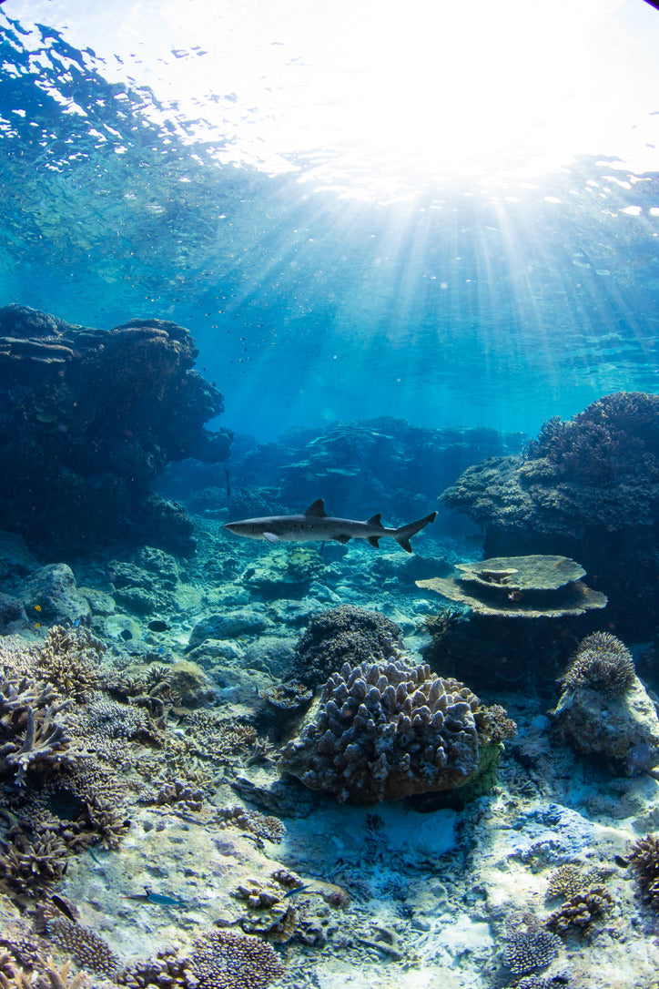 Lady Elliot Island Eco Expedition June 2025