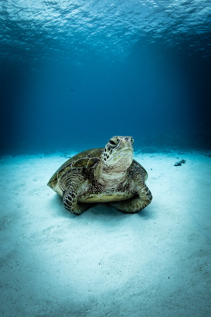 Lady Elliot Island Eco Expedition June 2025