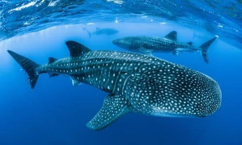 Ningaloo Reef Experience Expedition 2025