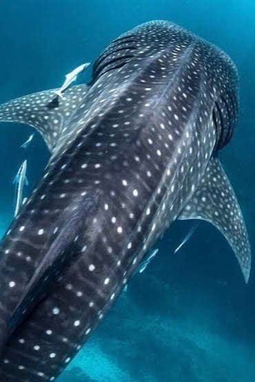 Ningaloo Reef Experience Expedition 2025