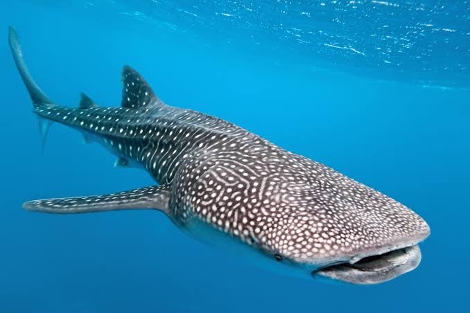 Ningaloo Reef Experience Expedition 2025