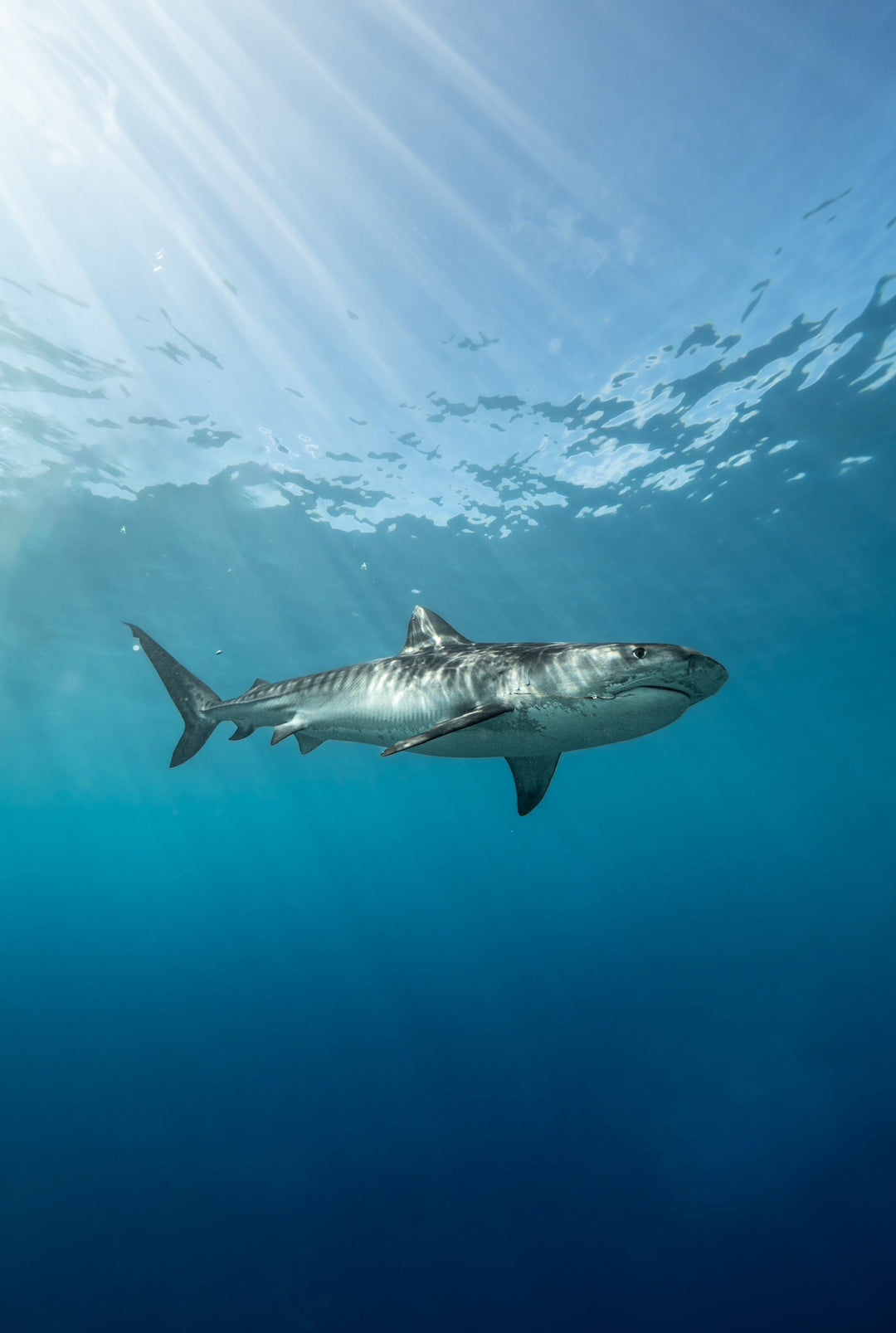 Lady Elliot Island Eco Expedition June 2025