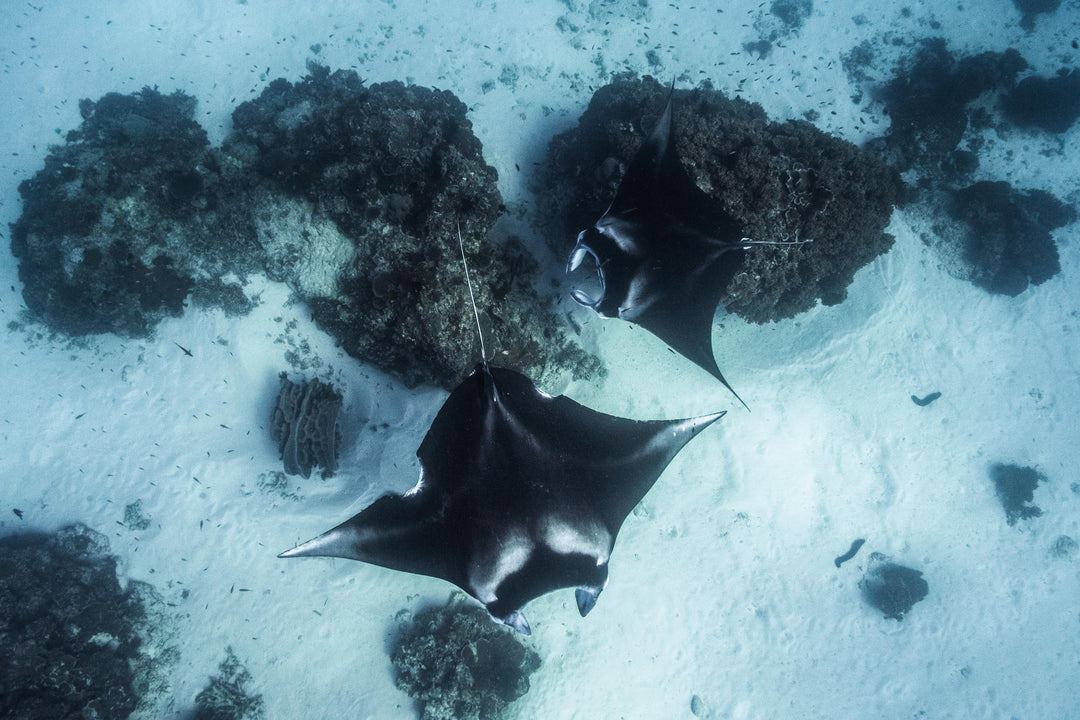 Lady Elliot Island Eco Expedition June 2025