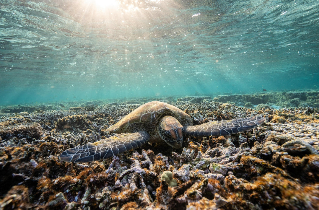 Lady Elliot Island Eco Expedition June 2025