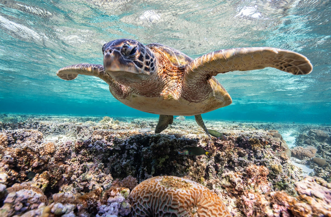 Lady Elliot Island Eco Expedition June 2025