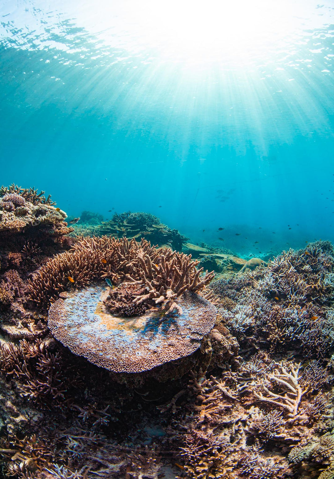 Lady Elliot Island Eco Expedition June 2025