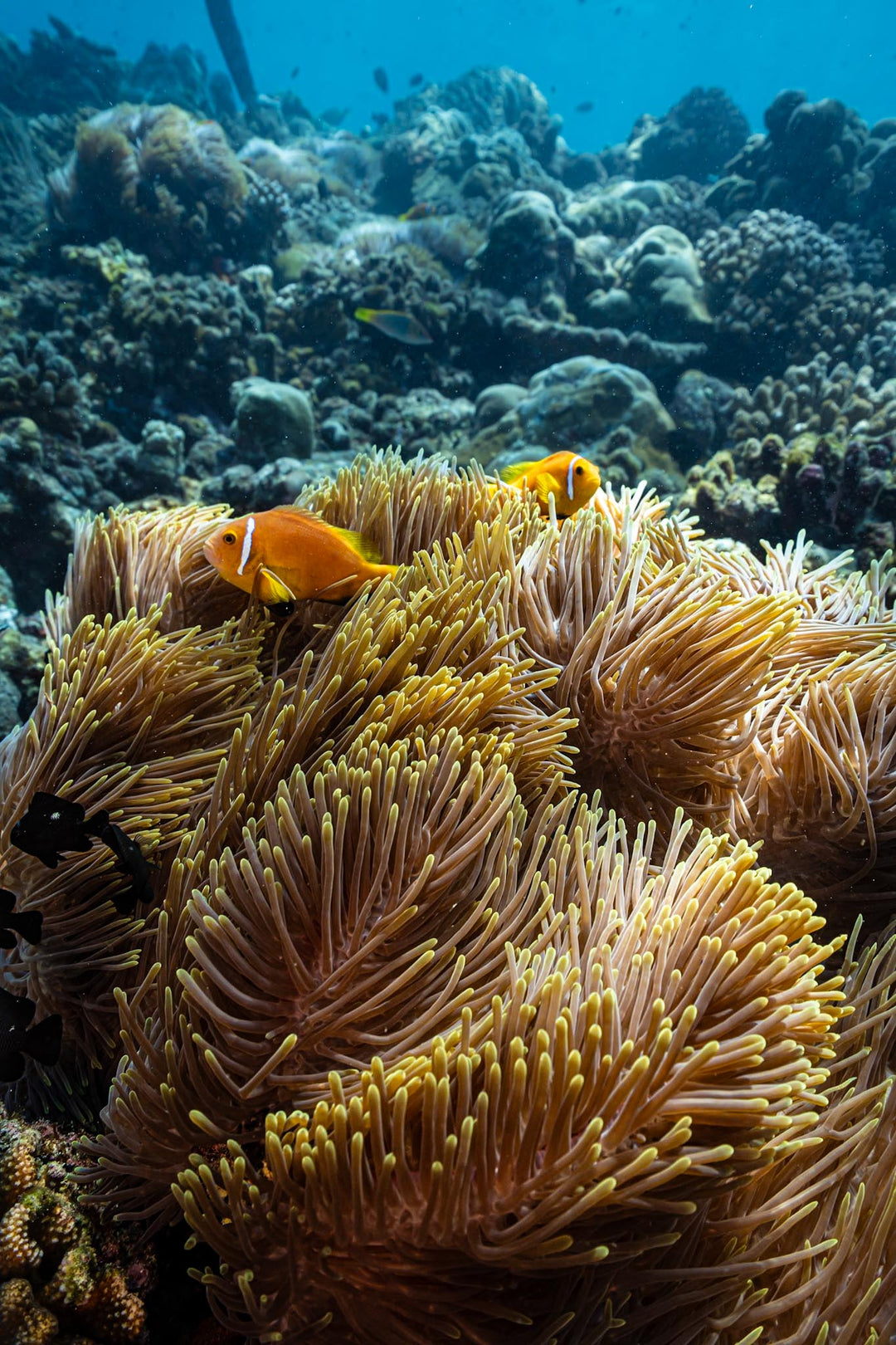 Lady Elliot Island Eco Expedition June 2025