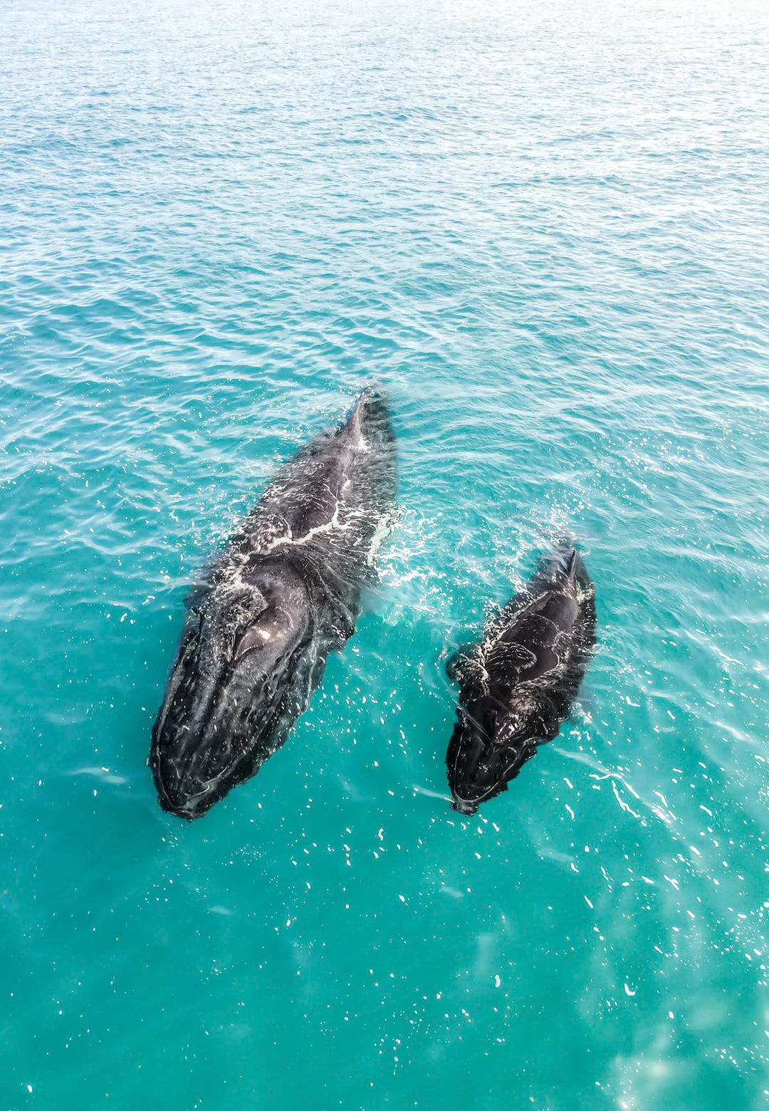 Lady Elliot Island Eco Expedition June 2025