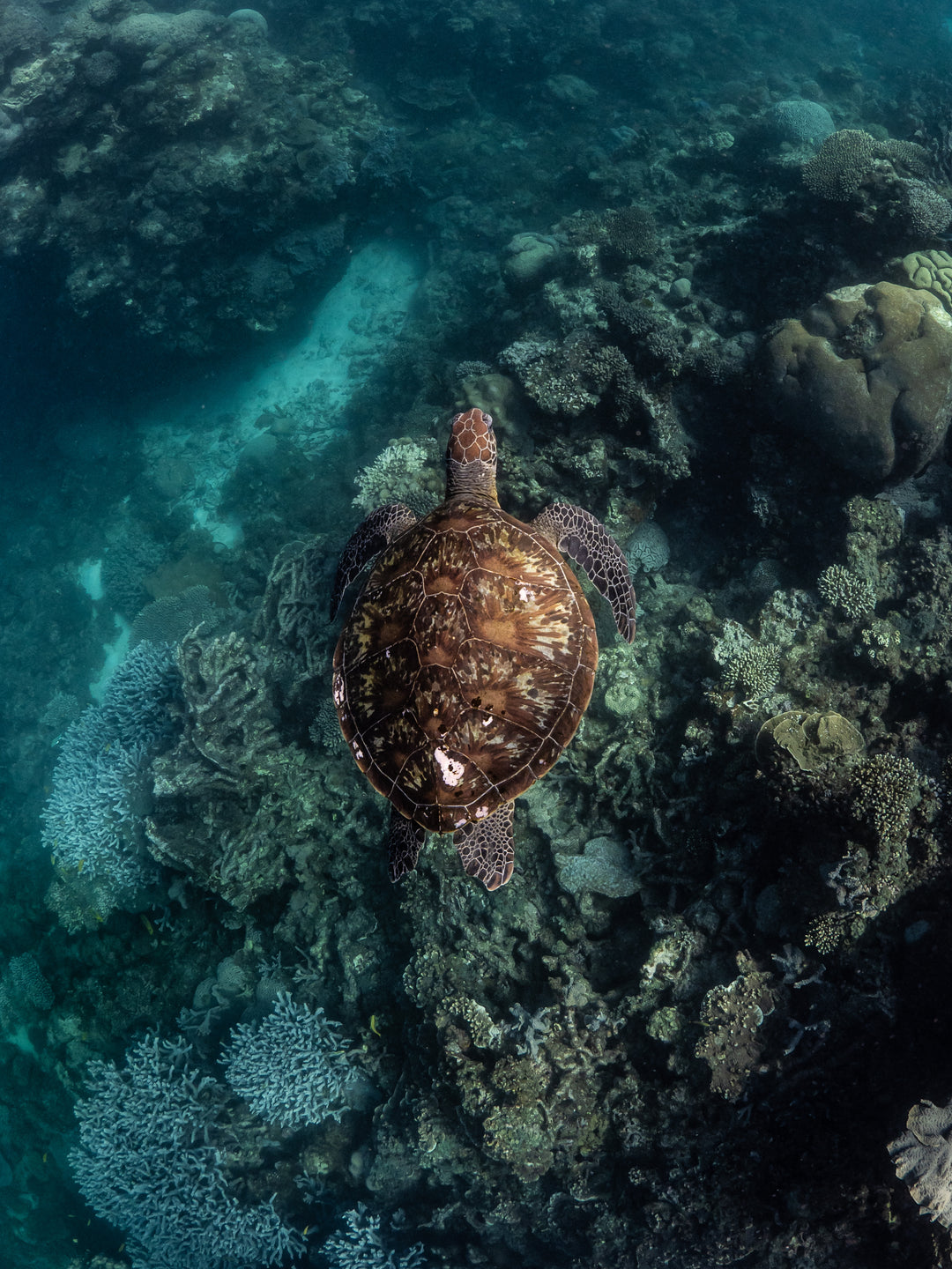 Ningaloo Reef Experience Expedition 2025