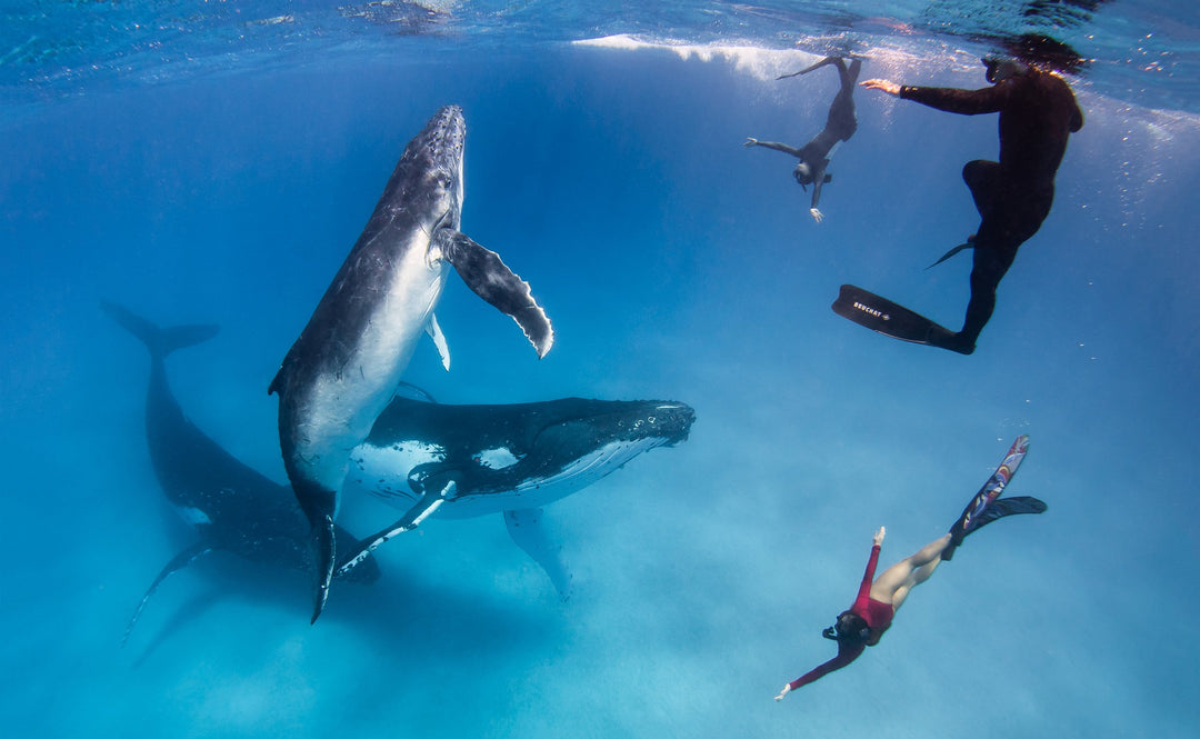 Lady Elliot Island Eco Expedition June 2025